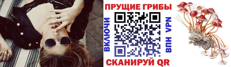 Галлюциногенные грибы Cubensis  Купить  Канск 